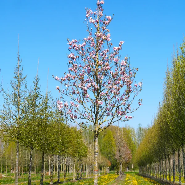 Magnolia 'Heaven Scent' | Magnolia 'Heaven Scent' - Pepinierele